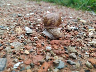 snail on an asphalted road