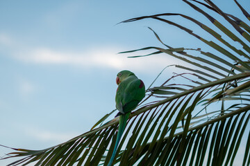 green winged macaw