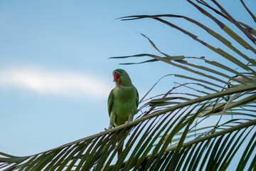 green parrot on branch