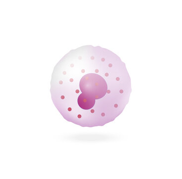 Basophil. Leukocytes. Type of white blood cell. vector illustration.