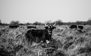 Toro negro con manchas blancas en su cabeza y dos grandes cuernos. Foto blanco y negro. 