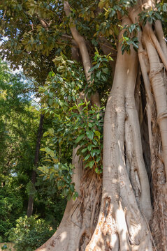 Ficus Macrophylla F. Columnaris Original From Australia In Summer