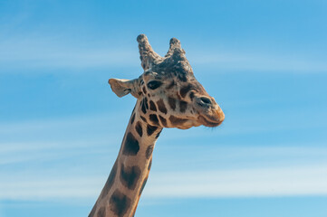 Head Of Gyraph Isolated On Blue Sky Background © daniele russo