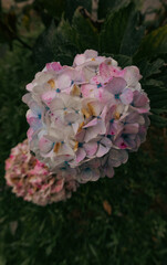 Hortênsia,  hydrangea Flower