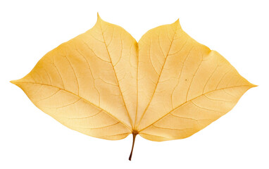Cottonwood Leaf On Transparent background.