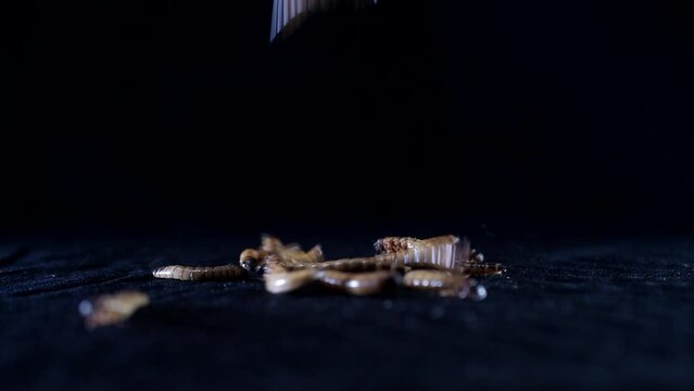 Zophobas morio, larvae, caterpillar crawls on the ground at night. Close up.