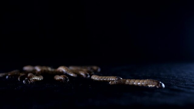 Zophobas morio, larvae, caterpillar crawls on the ground at night. Close up.	
