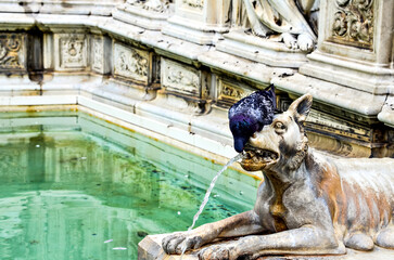 Pigeon drinking water from the fountain