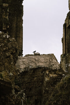 Crow on ruins Corfe Castle