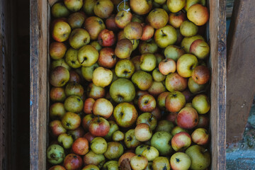 apples in a box