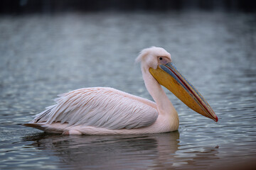 Great white pelican crosses lake in profile