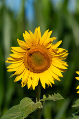 Obraz premium Sonnenblume