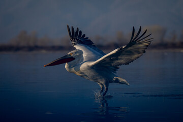 Dalmatian pelican taking off from flat lake