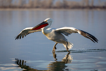Dalmatian pelican touching down on sunlit lake