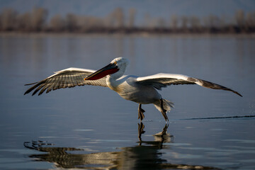 Dalmatian pelican trails feet over calm lake