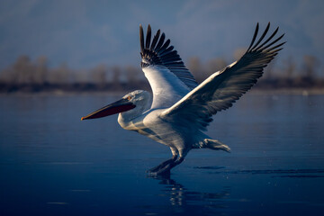 Dalmatian pelican taking off on calm lake - obrazy, fototapety, plakaty