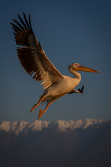 Great white pelican gliding over snow-capped peaks