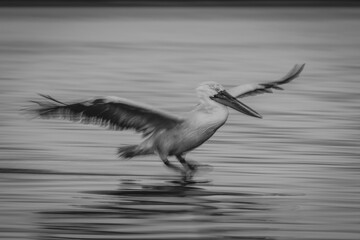 Mono slow pan of pelican lagoon landing