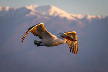 Pelican flies in golden light by mountains
