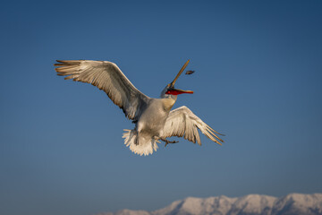 Pelican flies spreading wings to grab fish