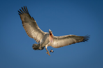 Pelican drops fish in clear blue sky