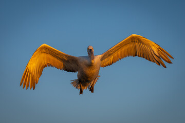 Pelican flies through blue sky stretching wings