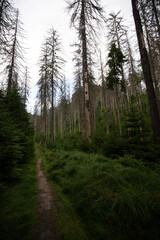 Landschaft im Nationalpark Sächsische Schweiz in Sachsen Deutschland