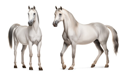 White arabian horse, front and side view, isolated background