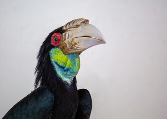 Wreathed Hornbill (Rhyticeros undulatus) in its Natural Glory