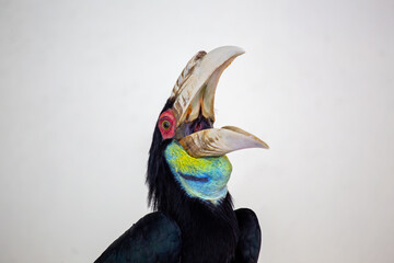 Wreathed Hornbill (Rhyticeros undulatus) in its Natural Glory