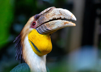 Wreathed Hornbill (Rhyticeros undulatus) in its Natural Glory