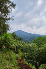 Vertical Portrait Adaptation of the Mountain Scenery