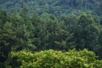 Compact Mound of Tree Leaves