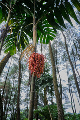 Vivid Red Areca Palm Trees Bearing Fresh Fruit