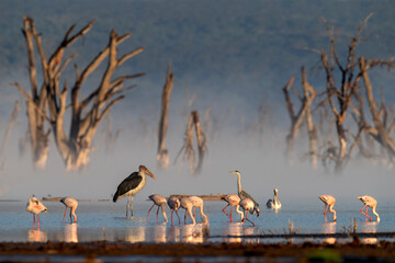 Nakuru national park, The lesser flamingo is the smallest species of flamingo. With Marabou stork