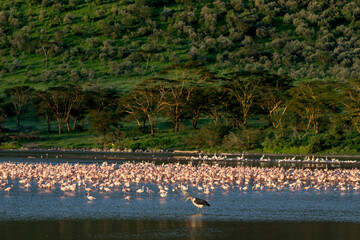 Nakuru national park, The lesser flamingo is the smallest species of flamingo. With Marabou stork