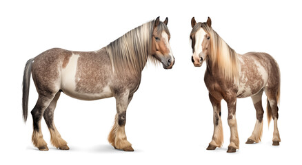 Draft horses on isolated background