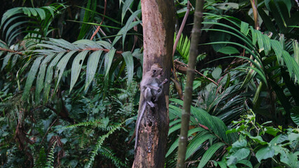 Monkey in the Wild, Sitting on a Tree