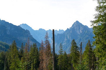 mountain view forest landscape Poland Zakopane