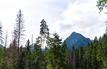 mountain view forest landscape Poland Zakopane