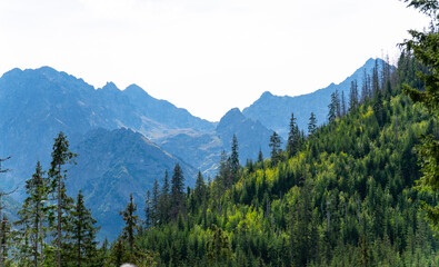 mountain view forest landscape Poland Zakopane