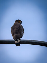 rear view of a crested serpent eagle resting on street light