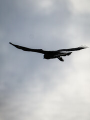 Crested serpent eagle in flight