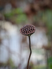 dried lotus seed pod