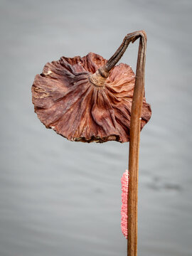 rear view of dried lotus flower 