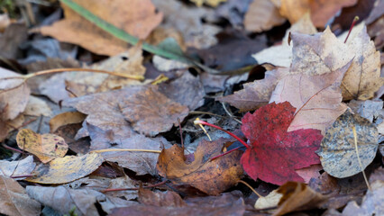leaf autumn 