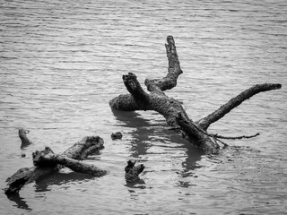 dead tree trunk on the river water