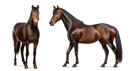 Fotobehang Brown morgan horses © FP Creative Stock