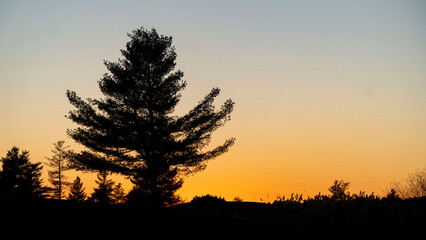 sunset in the field