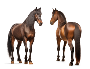 Brown morgan horses, front and back view, isolated background
